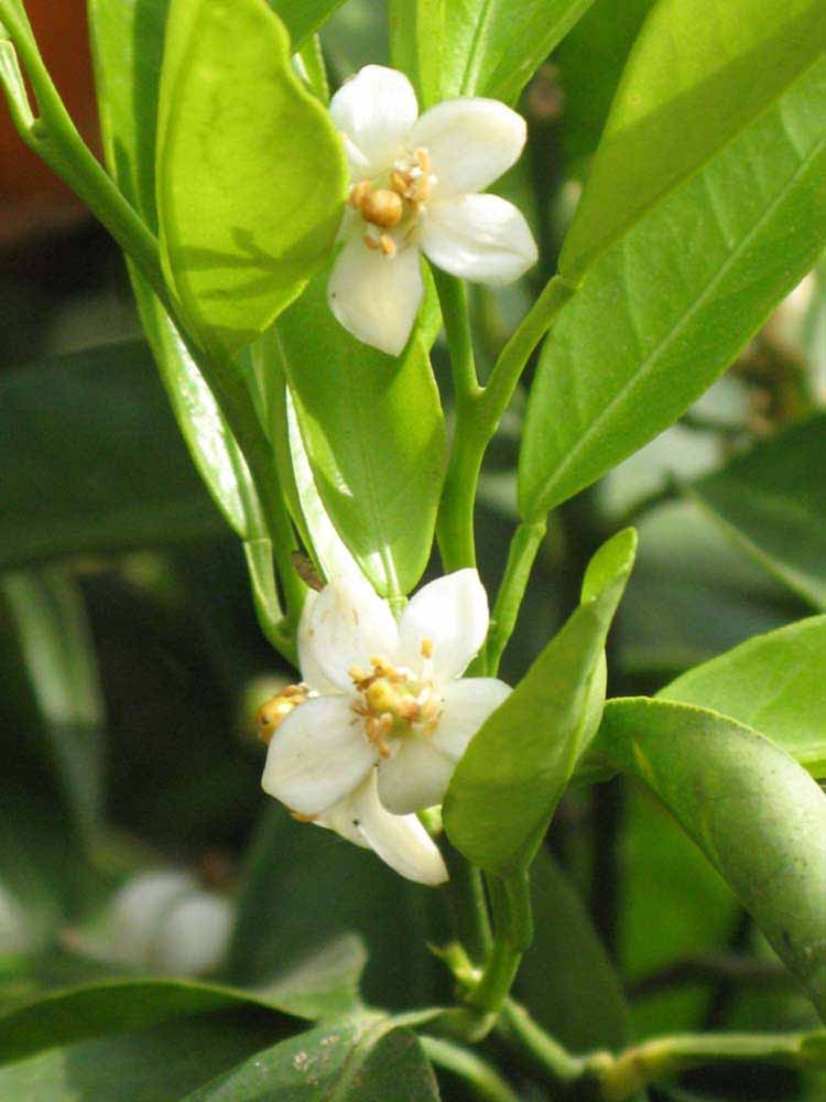              Flower (Riverside, CA)       